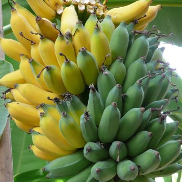 Banana Plant - Musa Velutin, Banana G-9